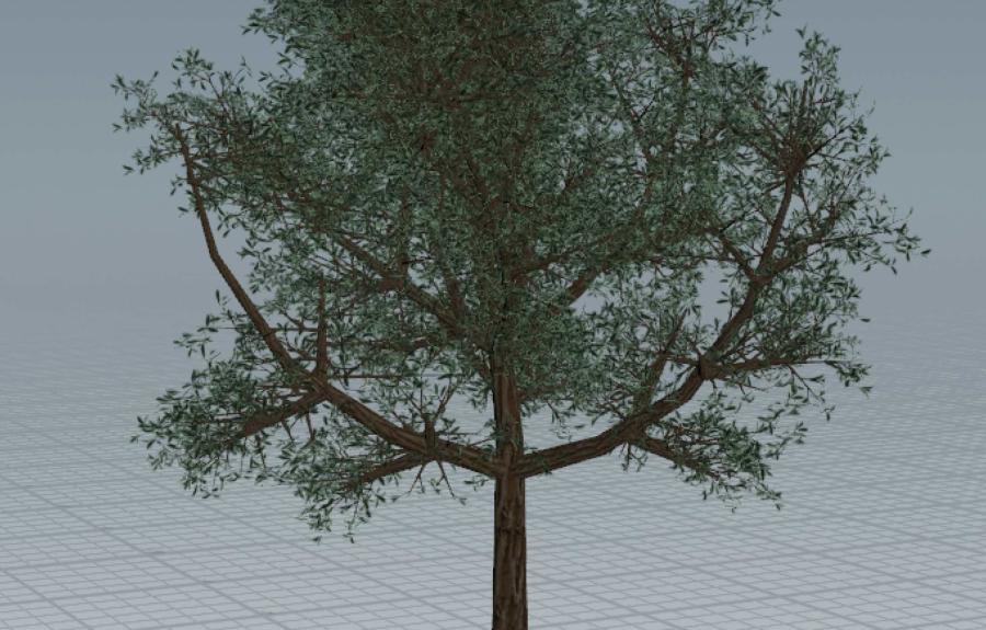 3d model of olive tree