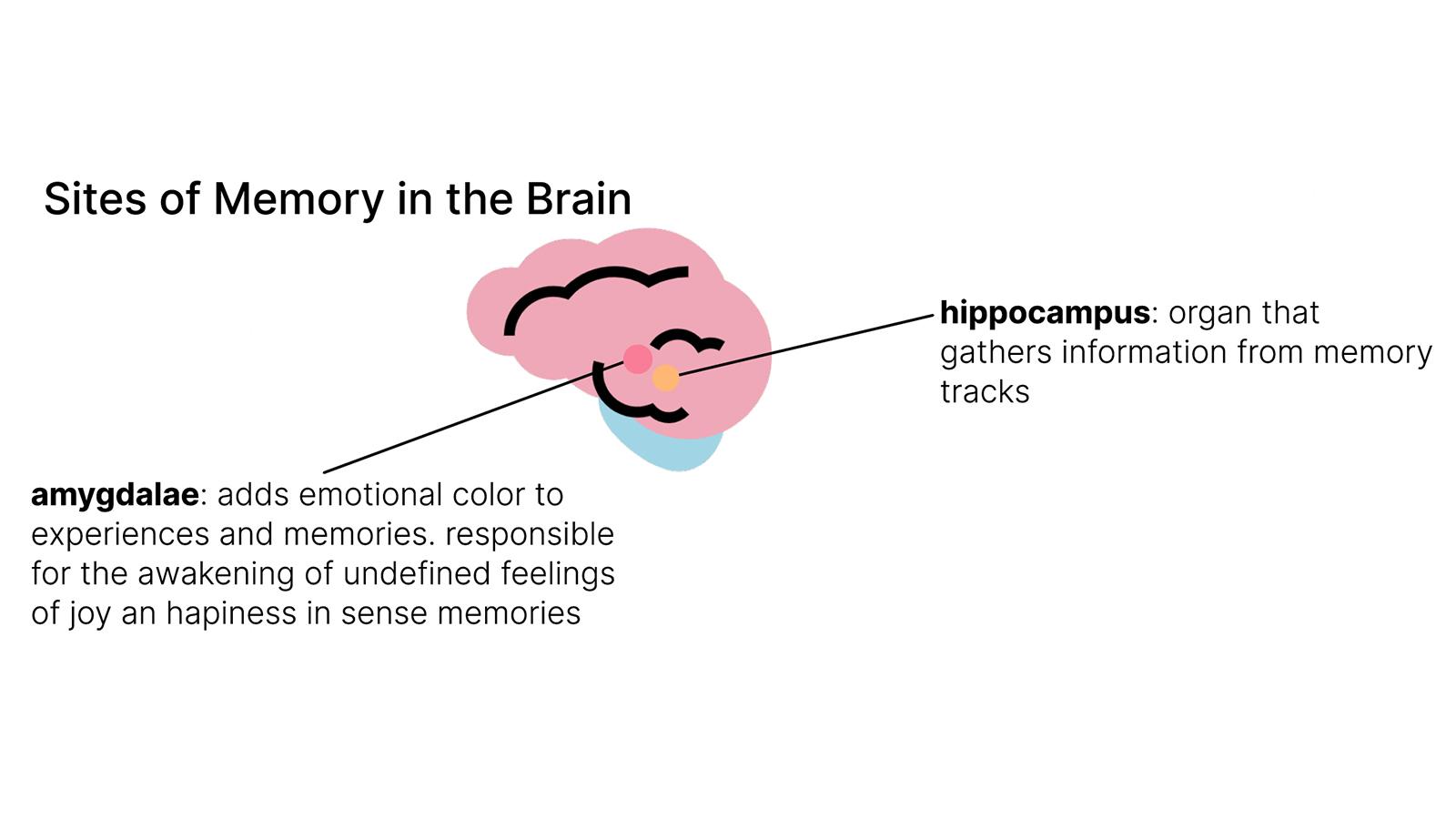 Diagram of Memory Sites in the Brain -- Amygdala and Hippocampus